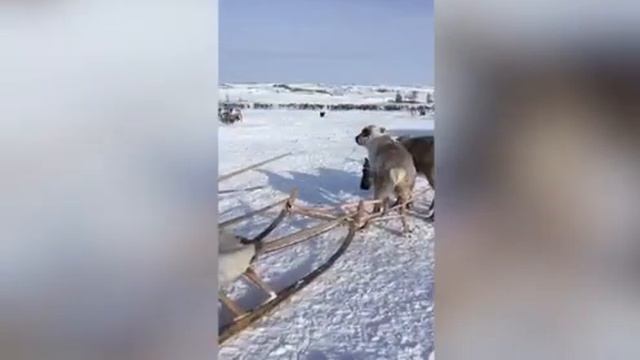 Нганасаны смотреть онлайн