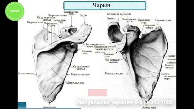 Тываның Күрүне Эмчи университеди. Тувинский Государственный медицинский университет. смотреть онлайн