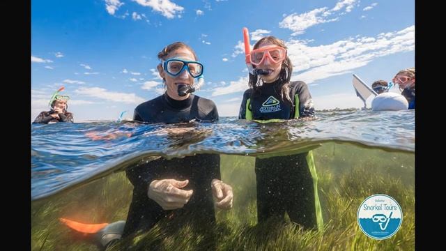 Bellarine Snorkel Tours and Marine Education in Ocean Grove смотреть онлайн