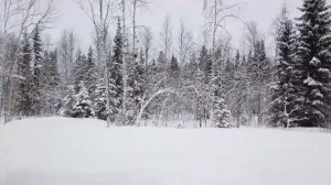 Зимний лес