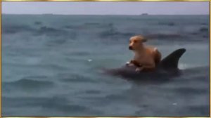 Дельфин спас собаку от акулы