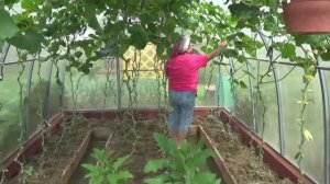 6 соток 24 июля 2020 года. Хроника.