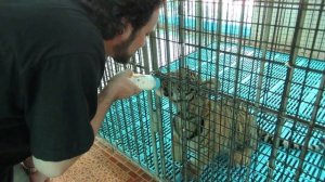 Bottle Feeding Tiger Cubs at Sriracha Zoo in Thailand 03