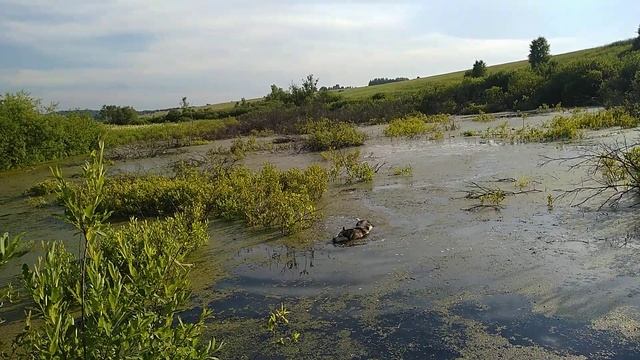 Собираем лекарственные травы.#собираемлекарственныетравы,#Лекарственныеьравы, #гуляемвполях. смотреть онлайн