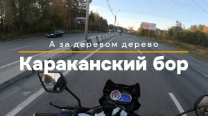 Караканский бор.