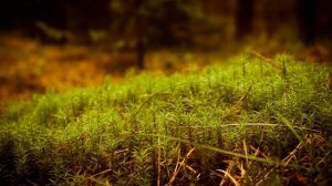 Экология и Биотехнология