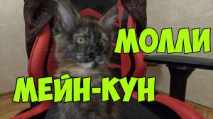 Кошка Мейн-кун Молли