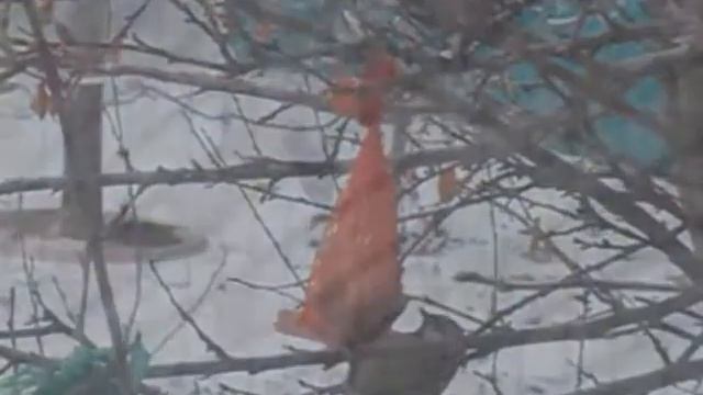 Видеоролик "Весёлый Птицеград"