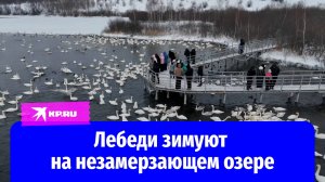 Больше тысячи птиц зимуют на незамерзающем озере Светлое в Алтайском крае