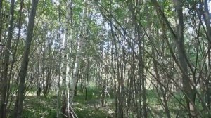 Песня иволги.