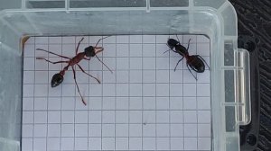 Myrmecia nigriceps (Australia) vs Camponotus ligniperda (Germany) 06.05.2023