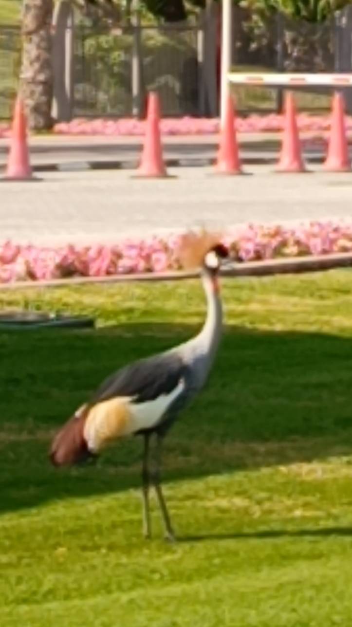 Дубай. Райские птички. Венценосный журавль. Павлины на улицах Дубая. Дворец шейха. Бесплатная вода. смотреть онлайн