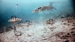 Лов щуки на мормышку