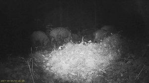 Стадо кабанов