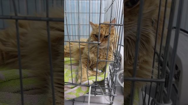 Опасна ли "стерелизация" кошки?