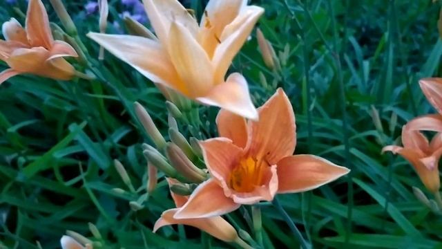 Ветреный холм 91, 92, 93, 94, 95 серия русская озвучка | У Зейнеп появилась соперница смотреть онлайн