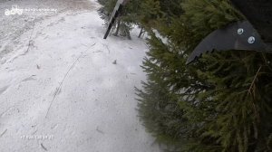 Расчищаю поле от леса на Valtra T235 с мульчером Serrat FX5