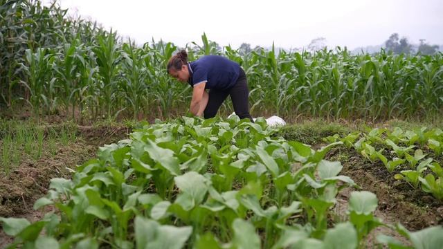 210 Days: Harvest Fish, Fruit, Agricultural - Cooking, Gardening, Farm, Animal | Ly Thi Ca смотреть онлайн