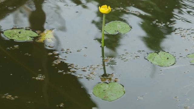 Курсы фотографии для начинающих от Аллы Сказовой смотреть онлайн