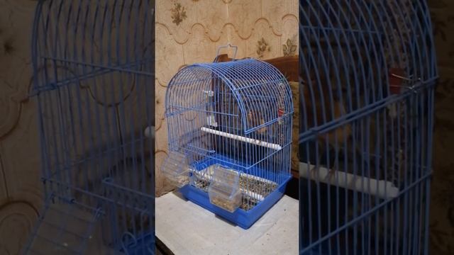 Пение канарейки