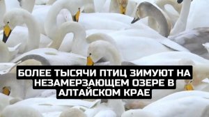 Более тысячи птиц зимуют на незамерзающем озере в Алтайском крае