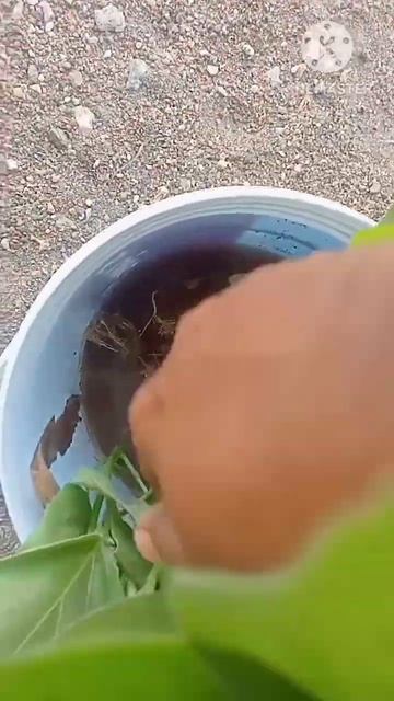 April 22, 2023 💥🌱🌱💥 நம்மதோட்டத்து கொத்துமல்லி கீரை அறுவடை #shorts #coriander @vettu thottam vlogs