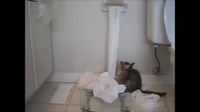 Говорящие и сердитые кошаки....