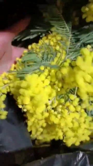 мимоза 2023 Владимир смотреть онлайн