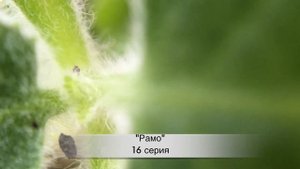 РАМО 16 серия русская озвучка {ДАТА ВЫХОДА И АНОНС} / Ramo 16. Bölüm
