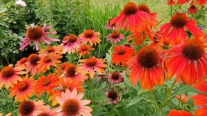 Video screensaver. Echinacea and bees. Relaxing screensaver. Allotment garden. 4К Video