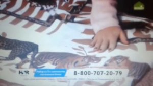 Бобёр анонс и реклама 02 10 2019