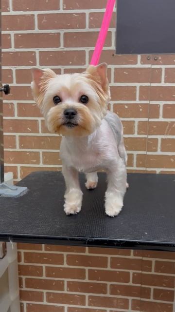 как назвать такие когти? #шортс #домашниеживотные #йорк смотреть онлайн