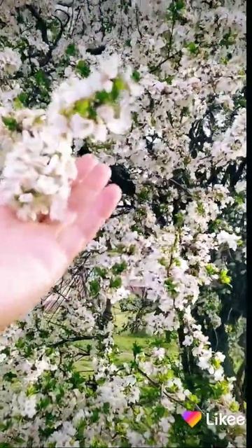 Цветущие деревья смотреть онлайн