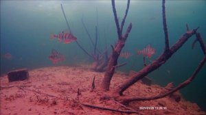 Окуни 2,5метра имх 307