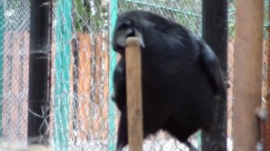 смех ворона