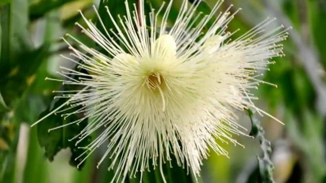 Strato-Vani (Belgium) - Kaiser Polka смотреть онлайн