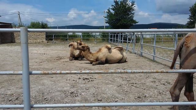 Верблюды в парке До До смотреть онлайн