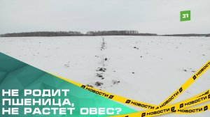 Не родит пшеница, не растет овес? Аграрии боятся остаться без урожая из-за аномальной зимы