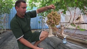 Работы на винограднике в период созревания ягод