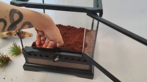 Обустройство террариума для Брахипельмы смитти/хамори🕷️ Часть 1