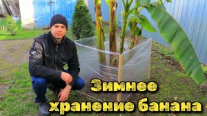 Нереально красивое растение для вашего сада! Как утеплять банан на зиму