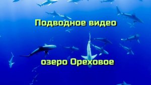 Подводная съемка. Ореховое озеро. Рязань