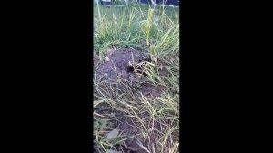 крот роет землю #крот #mole