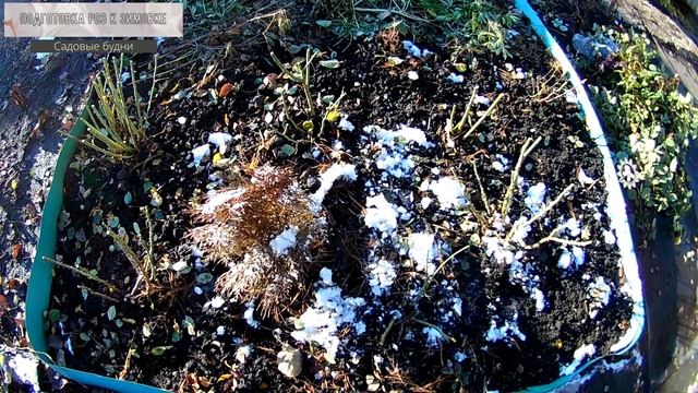 Подготовка роз к зимовке на Урале