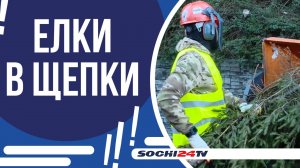 СКОЛЬКО ДЕРЕВЬЕВ СДАЛИ СОЧИНЦЫ И НА КАКИЕ ЦЕЛИ ПОЙДЕТ ХВОЙНАЯ ЩЕПА?