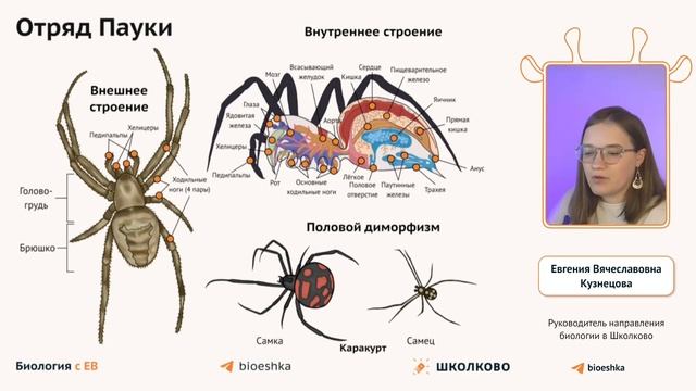 Щелчок к ОГЭ 2024 | ЗООЛОГИЯ: членистоногие
