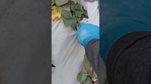 Начала чистить клубнику в теплице