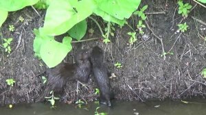 моменты сплава