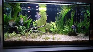Аквариум 250 л.