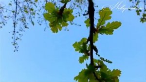 Людмила Соколова - Женская весна